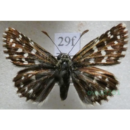 Pyrgus malvae (Linnaeus, 1758) Powszelatek malwowiec Czech29f